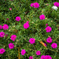 100 Mixed Colors PORTULACA MOSS ROSE Grandiflora Flower Seeds