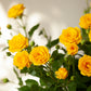 5 YELLOW ROSE Rosa Bush Shrub Perennial Flower Seeds