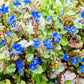 200 CALIFORNIA BLUEBELL (Wild Canterbury Bells / Desert Blue Bell) Phacelia Campanularia Flower Seeds
