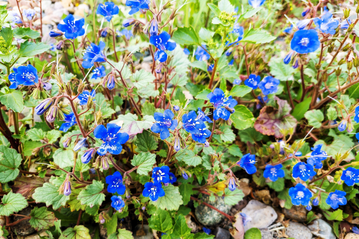 200 CALIFORNIA BLUEBELL (Wild Canterbury Bells / Desert Blue Bell) Phacelia Campanularia Flower Seeds