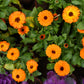 500 PACIFIC Beauty ORANGE MARIGOLD Calendula Officinalis Flower Seeds