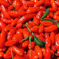 100 HIMALAYAN Tibetan GOJI BERRY Fruit Wolfberry Bush Lycium Barbarum Seeds