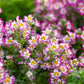 200 Mixed Colors BUTTERFLY ORCHID (Poor Mans Orchid / Angel Wings) Schizanthus Wisetonensis Flower Seeds