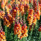 250 ORANGE WONDER SNAPDRAGON Antirrhinum Majus Flower Seeds