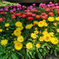 100 TALL Double MIXED Colors STRAWFLOWER Xerochrysum Bracteatum Helichrysum Monstrosum Flower Seeds