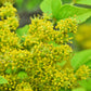 25 SZECHUAN PEPPER Peppercorn Sichuan Szechwan Zanthoxylum Bungeanum Spice Seeds