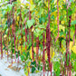 25 RED NOODLE BEAN Yard Long Asparagus Bean Chinese Phaseolus Vulgaris Legume Vegetable Seeds