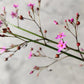 150 FAME FLOWER Jewels of Opar Talinum Paniculatum Portulaca Patens Fameflower Vegetable Leaf Seeds