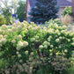 50 semillas de hortensia PEE GEE Paniculata Peegee, arbusto de flores blancas y rosadas en panícula