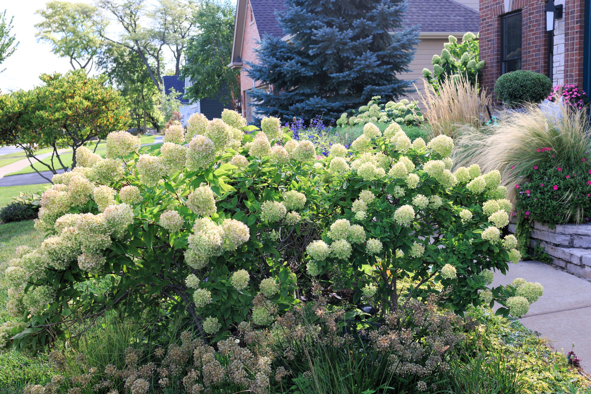 50 semillas de hortensia PEE GEE Paniculata Peegee, arbusto de flores blancas y rosadas en panícula