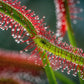 10 CARNIVOROUS SUNDEW PLANT Drosera Flower Seeds