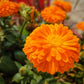500 PACIFIC Beauty ORANGE MARIGOLD Calendula Officinalis Flower Seeds