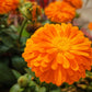 500 Mixed Colors FANCY MIX Pot MARIGOLD Calendula Officinalis Flower Seeds