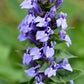500 GREAT BLUE LOBELIA Lobelia Siphilitica Flower Seeds