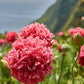 250 Organic PEONY POPPY MIX Papaver Paeoniflorum Mixed Colors Red, White, Pink, Black, Purple, Salmon, Bronze, Lilac, & Bicolor Flower Seeds