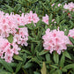 50 Rosebay RHODODENDRON Maximum White Pink Laurel Bush Shrub Flower Seeds