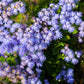 100 Dwarf BLUE MINK AGERATUM Houstonianum Fuzzy Double West Indies Flower Seeds