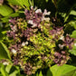 500 ANISE PERSIAN BASIL Ocimum Basilicum Herb Flower Seeds