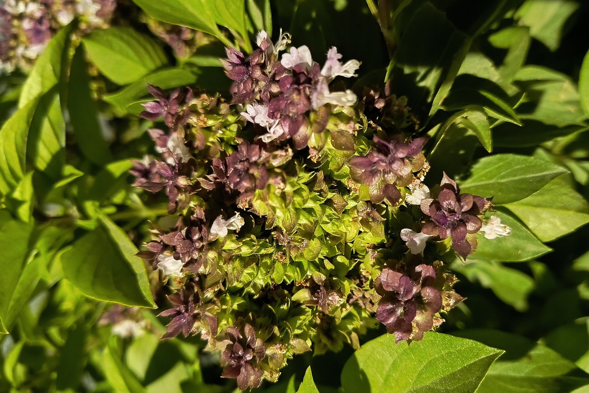 basil flower seeds 500 ANISE PERSIAN BASIL Ocimum Basilicum Herb Flower Seeds