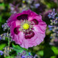 1000 HUNGARIAN BREADSEED POPPY Papaver Somniferum Purple Blue Flower Seeds