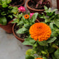 500 PACIFIC Beauty ORANGE MARIGOLD Calendula Officinalis Flower Seeds