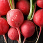 500 CHAMPION RADISH Sweet Scarlet Red Raphanus Sativus Root Vegetable Seeds