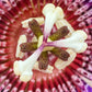 5 GIANT GRANADILLA Red Passion Flower Passiflora Quadrangularis Yellow Fruit Vine Seeds