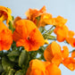 50 ORANGE SUN PANSY Swiss Giant Viola Wittrockiana Flower Seeds