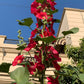 25 MAROON RED HOLLYHOCK Alcea Rosea Flower Seeds Perennial