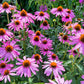 1000 PURPLE CONEFLOWER Echinacea Purpurea Heirloom Flower Herb Seeds