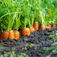 1500 SCARLET NANTES CARROT Daucus Carota Vegetable Seeds