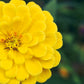 250 Yellow CANARY BIRD ZINNIA Elegans Flower Seeds