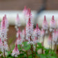 20 HEARTLEAF FOAMFLOWER White & Pink Tiarella Wherryi Coolwort Flower Seeds