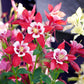 100 MIXED EUROPEAN COLUMBINE Aquilegia Flower Seeds