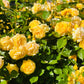 5 YELLOW ROSE Rosa Bush Shrub Perennial Flower Seeds