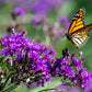 100 MISSOURI IRONWEED Monarch Flower Native Purple Vernonia Missurica Seeds