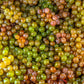 30 WINE GRAPE Vitis Viniferia Domestic Mixed Colors Fruit Vine Seeds