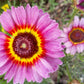 250 TRICOLOR PAINTED DAISY (Pyrenthrum Daisy) Chrysanthemum Carinatum Flower Seeds