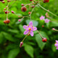 150 FAME FLOWER Jewels of Opar Talinum Paniculatum Portulaca Patens Fameflower Vegetable Leaf Seeds