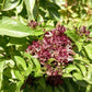 250 SIAM QUEEN Thai BASIL Ocimum Thyrsiflora Herb Flower Seeds
