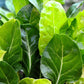 250 BARESE SWISS CHARD White Rib Perpetual Spinach Beta Vulgaris Vegetable Seeds