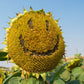 10 Early MAMMOTH RUSSIAN SUNFLOWER Helianthus Annuus Flower Seeds