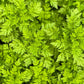 150 GARDEN CHERVIL (Gourmet Parsley) Anthriscus Cerefolium Herb Flower Seeds
