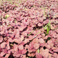 500 RED GARNET AMARANTH Amaranthus Tricolor Vegetable Flower Seeds