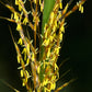250 Ornamental INDIAN GRASS Sorghastrum Nutans Native Indiangrass Seeds