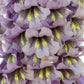 400 Royal PAULOWNIA EMPRESS TREE Tomentosa Flower Seeds