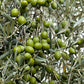 10 CANINO OLIVE TREE Olea Europaea Canino Edible European Common Green Black Fruit Seed