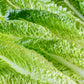 3000 PARRIS ISLAND Romaine LETTUCE Lactuca Sativa Vegetable Seeds