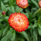 100 ORANGE DOUBLE STRAWFLOWER Xerochrysum Bracteatum Helichrysum Monstrosum Flower Seeds