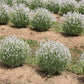 20 WHITE LAVENDER English Lavandula Angustifolia Herb Flower Seeds